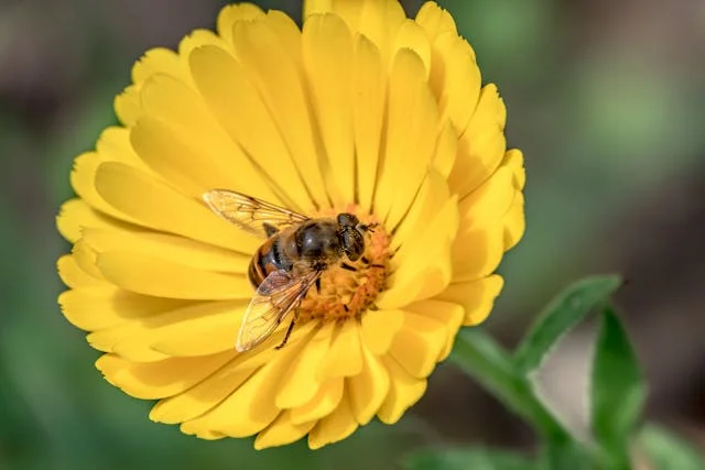 pszczoła zbierająca nektar na żółtym kwiecie w ujęciu makro